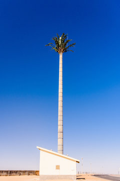 Mobile Phone Antenna Mast Disguised As A Large Palm Tree With Leaves, Langstrand, Namibia