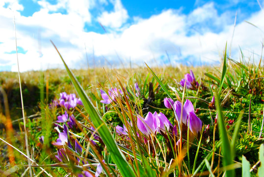 Flores moradas en el campo