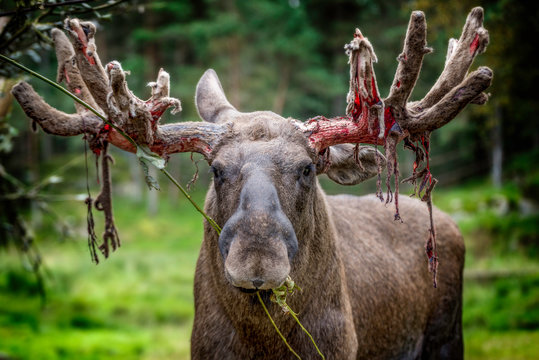 Bloody moose