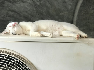 A close up of a sleepy cute white cat sleeping on an industrial ggair conditioning unit