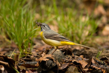 Bird on the background of a mountain stream. Grey wagtail (Motacilla cinerea). Bieszczady. Poland