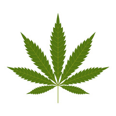 Cannabis leaf icon. Green silhouette indica sativa isolated white background. Herbal medicine herb plant. Natural weed hemp. Addiction smoke drug Illegal narcotic marijuana design. Vector illustration