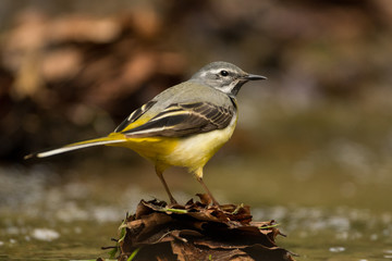 Bird on the background of a mountain stream. Grey wagtail (Motacilla cinerea). Bieszczady. Poland