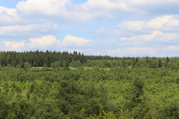 Des arbres à perte de vue