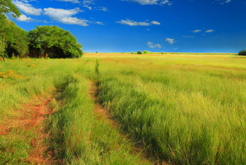 Summer meadow, small trail through high grass