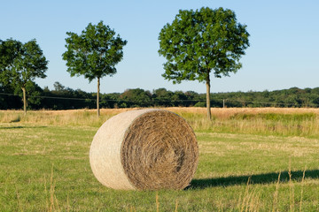 pressed straw bales on a field
