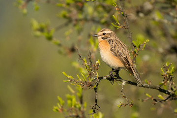 Whinchat (Saxicola rubetra). A female on a branch on a green background. Bieszczady. Poland
