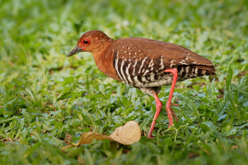 Red-legged Crake - Rallina fasciata  is a waterbird in the rail and crake family, Rallidae, found in India, Bangladesh, Burma, Thailand, Malay Peninsula, Borneo and Indonesia