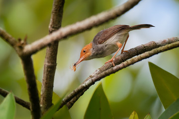 Ashy Tailorbird - Orthotomus ruficeps  bird in the family Cisticolidae. It is found in Brunei, Indonesia, Malaysia, Myanmar, the Philippines, Singapore, and Thailand, Vietnam