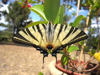 Papillon