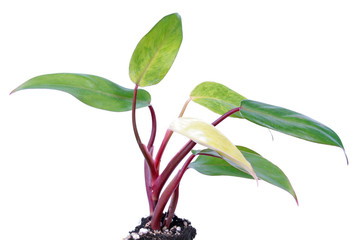 Philodendron erubescens or Blushing philodendron isolated on white background © kazakovmaksim