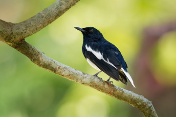 Oriental Magpie-Robin - Copsychus saularis small passerine bird that was formerly classed as a member of the thrush family Turdidae