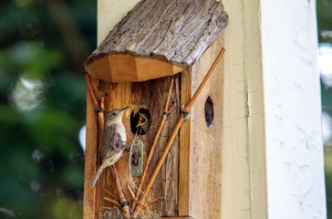 Baby Wrens in Birdhouse Being Fed by Parent.