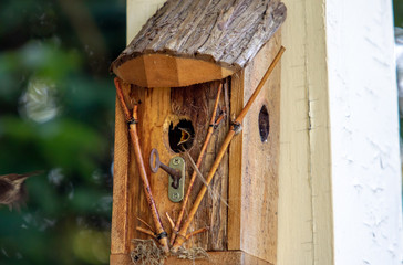 Baby Wrens in Birdhouse Being Fed by Parent.