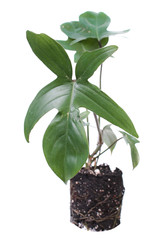 Philodendron pedatum (syn. P. quercifolium) or Oak Leaf Philodendron isolated on white background