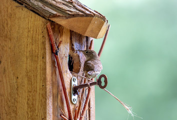 Baby Wrens in Birdhouse Being Fed by Parent.