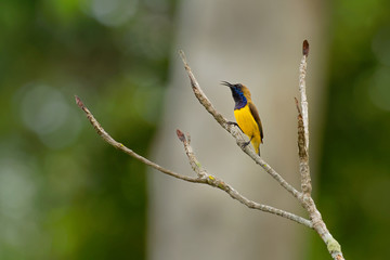 Olive-backed sunbird - Cinnyris jugularis, also known as the yellow-bellied sunbird, is a southern Far Eastern species of sunbird