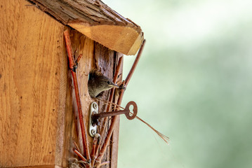 Baby Wrens in Birdhouse Being Fed by Parent.
