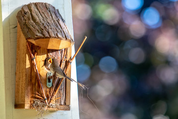 Baby Wrens in Birdhouse Being Fed by Parent.