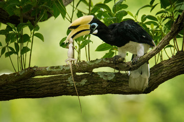 Oriental Pied-Hornbill - Anthracoceros albirostris with the prey - Oriental Garden Lizard. Other common names are sunda pied hornbill (convexus) and Malaysian pied hornbill.