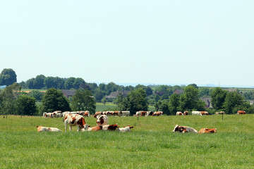 Naklejka na ściany i meble Elevage de vache au Pays-Bas