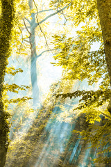 Autumn Forest Illuminated by Sunbeams through Fog, Leafs Changing Colour