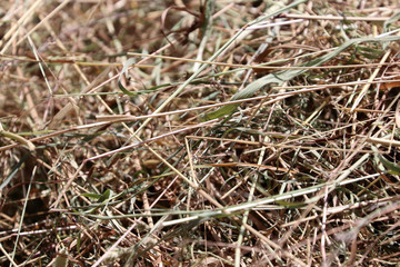 Gros plan dans la paille