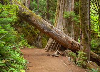 Washington Trail with Large Tree