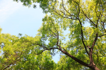 Fototapeta premium Sophora tree Crown