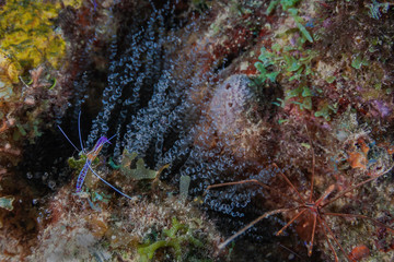 Obraz na płótnie Canvas A Yellowline Arrow Crab and a Pederson Cleaner Shrimp wait for customers to clean with a Corkscrew Anemone in the background.
