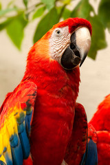 Red macaw in Sumidero Canyon;  Chiapas, Mexico