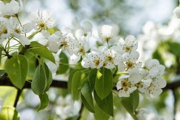 Obraz na płótnie Canvas Beautiful white flowers of a blossom tree.