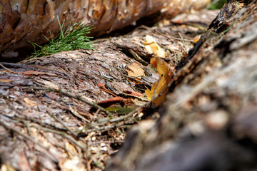 Close-up of several logs on a sunny day.