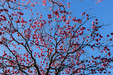 Ipê rosa