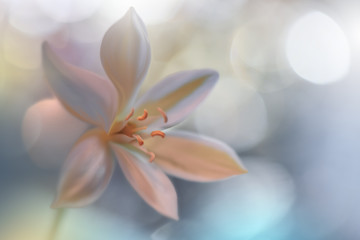 Closeup Macro Photography.Floral abstract pastel background with copy space.White flower in soft...