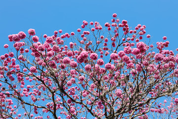 Ipê rosa