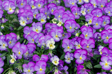 purple viola tricolor flower bush in garden