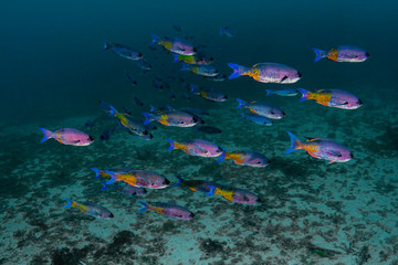 Fototapeta na wymiar Schools of colorful Creole Wrasse are abundant in the beautiful blue waters of the Caribbean off the island of Grenada.