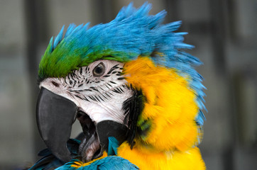 ARA parrot head close up