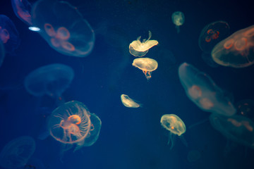 Naklejka na ściany i meble Jellyfish in the aquarium, Marine animals for research