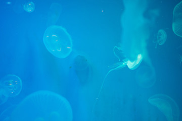 Jellyfishes Swimming In The Sea, blue sea background