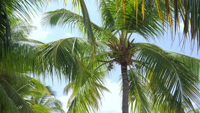 Top of coconut palm trees on blue sky, nobody. Travel destinations. Summer vacations
