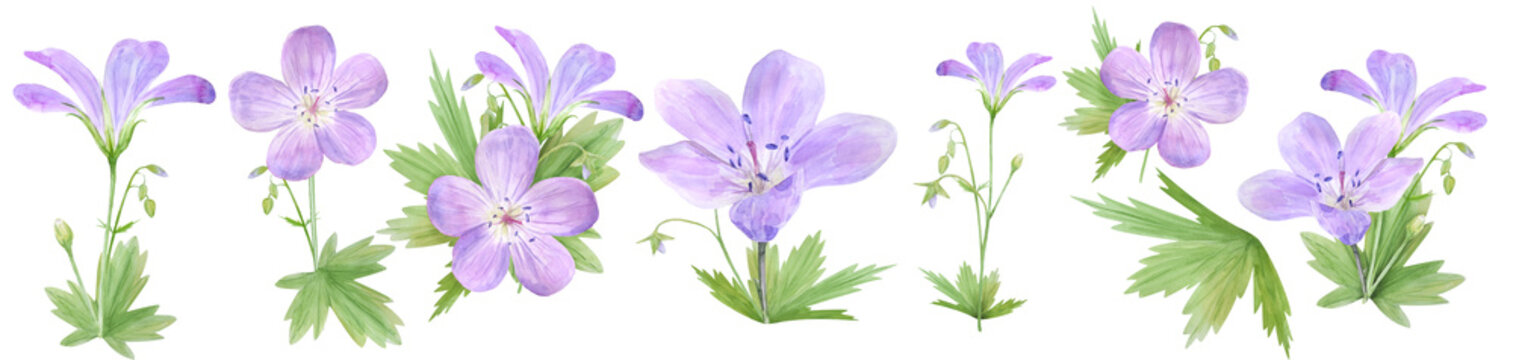 Botanical watercolor illustration set of lilac geranium flowers isolated on white background. Perfect for web design, cosmetics design, package, textile, wedding invitation, logo