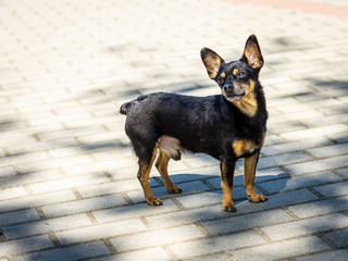 Toy Terrier breed dog