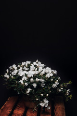 bouquet of white flowers