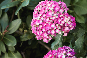 Fototapeta premium Beautiful hydrangea flowers blooming in the garden; Vibrant clusters of mophead flowers in pink
