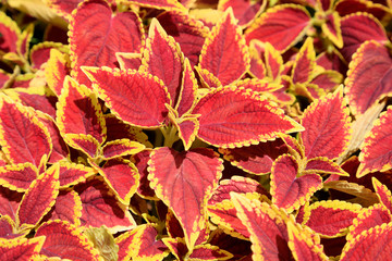 Coleus blumei in a garden