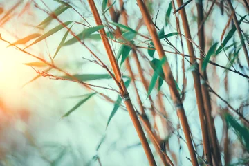 Fotobehang Bamboe bos close-up. Groeiend bamboe boordmotief over wazig zonnige achtergrond. Tuinieren © Subbotina Anna