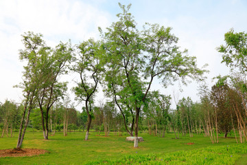 Sophora japonica and birch