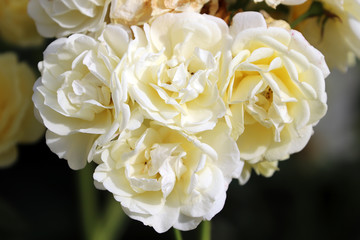 Rose blanche symbole de pureté